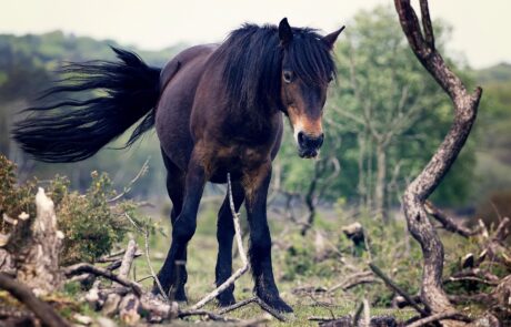 Horse Eviction